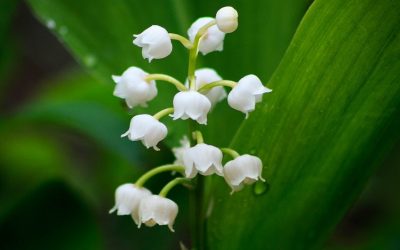 Vente de muguet du 1er mai