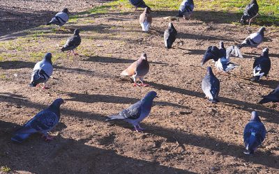 Lutter ensemble contre les nuisances des pigeons