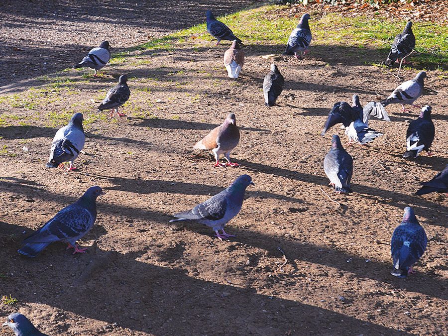 Lutter ensemble contre les nuisances des pigeons