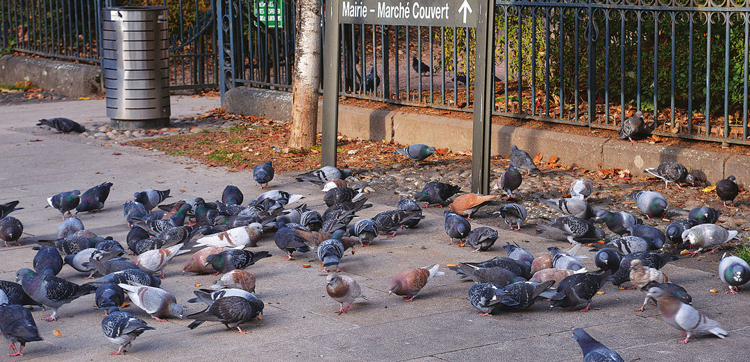 Lutter contre la prolifération des pigeons