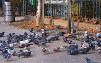 Lutter contre la prolifération des pigeons