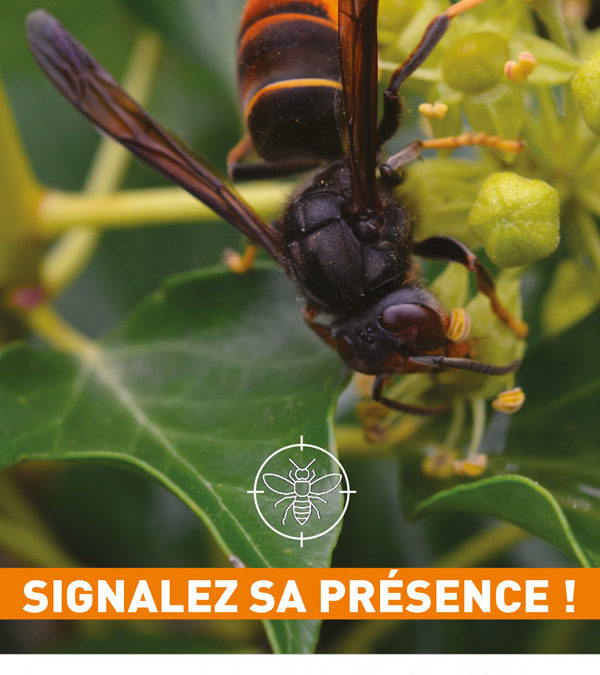Le frelon asiatique : signalez sa présence !
