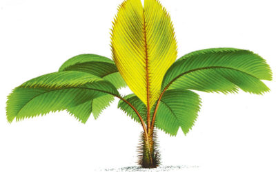 Trait scientifique – Trait artistique