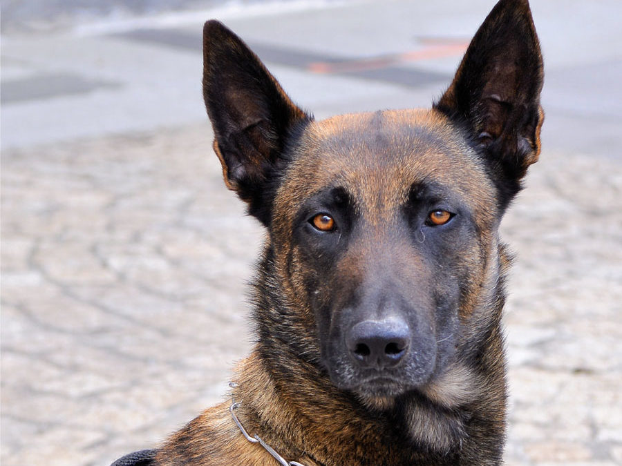 L’AGENT O, un nouvel agent  à la Police Municipale