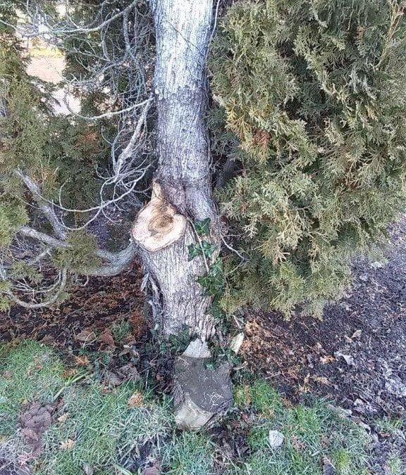 Fermeture du jardin des Carmes le 12 avril