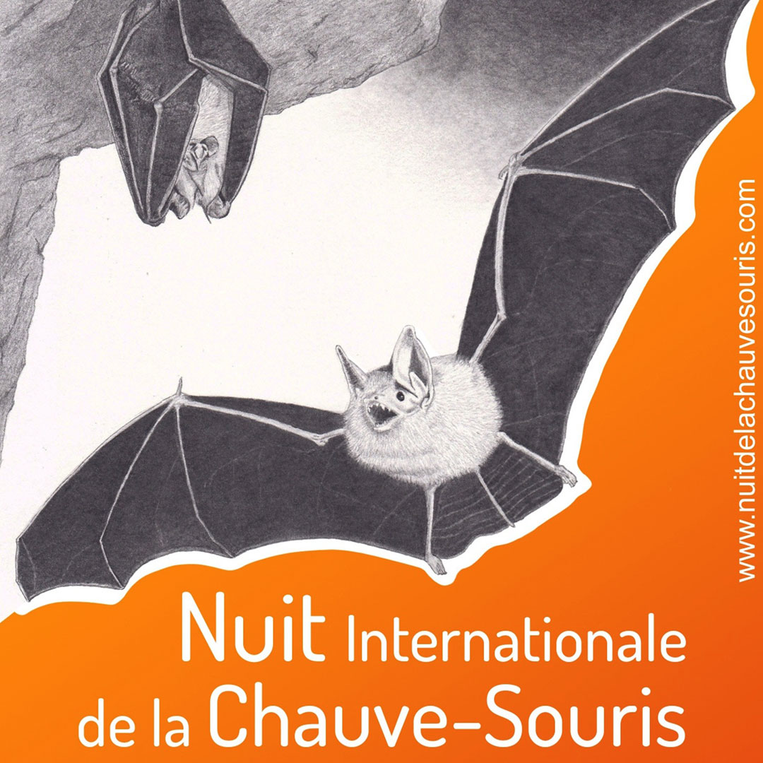 nuit-chauve-souris