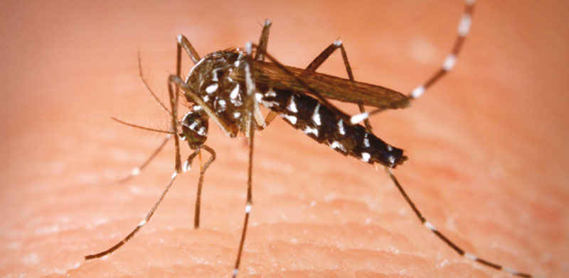 Moustique-tigre : « zéro éclosion, zéro invasion »