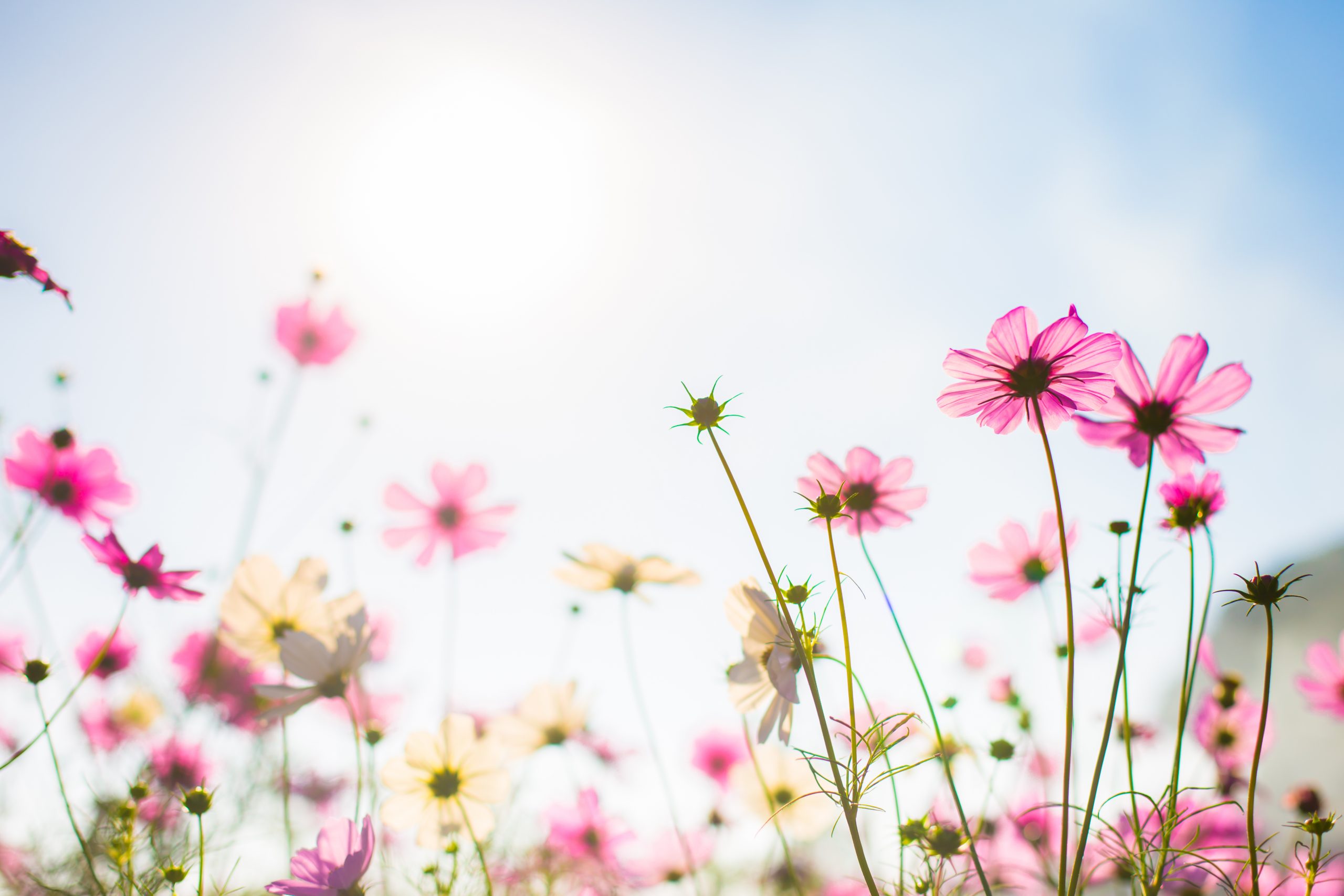 Abatract.Sweet color cosmos flowers in bokeh texture soft blur f