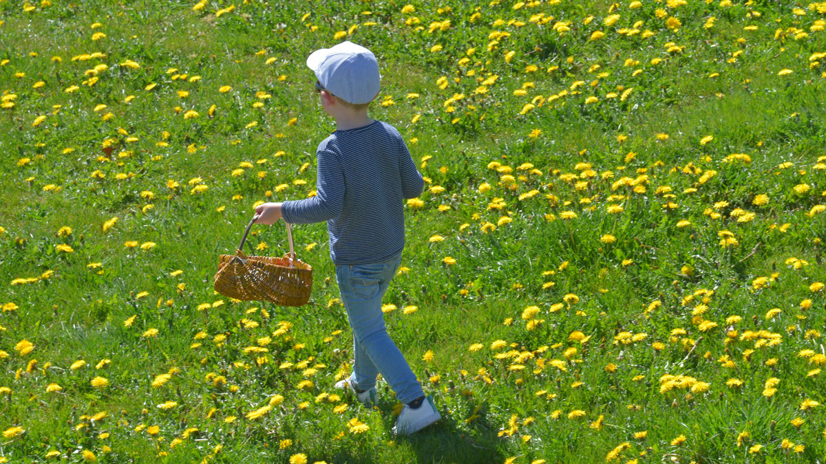 Chasse à l'oeuf