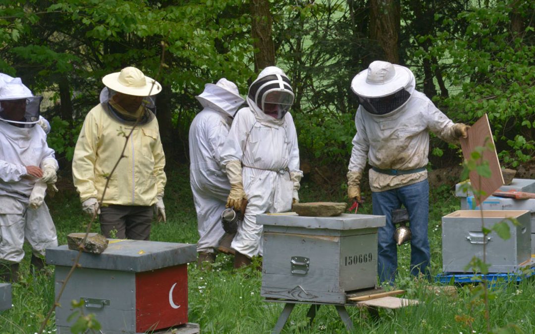 Formation apiculteur amateur à la Plantelière