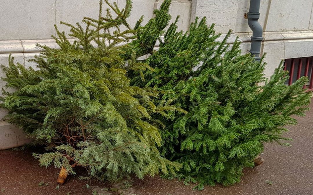 Ramassage des sapins de Noël les mercredi 7, le jeudi 8 et vendredi 9 Janvier 2026