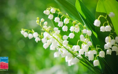 Vente de muguet du 1er mai